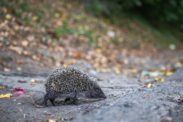 官方：美国明年3月与比利时、葡萄牙踢友谊赛，6月踢德国